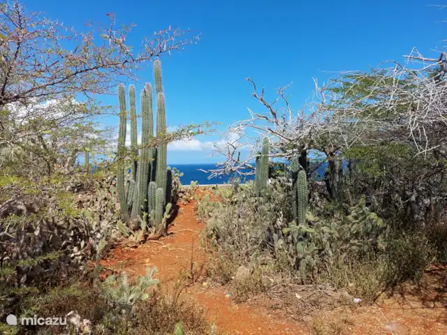 Nouvelle villa avec vue sur l'océan + piscine | Curaçao, Banda Abou (ouest), Tera Korá - villa Il y a un sentier pédestre soigné à 100 mètres de la résidence, ce sentier pédestre mène d'un côté au point de vue / mirador. C'est un endroit fantastique pour se reposer, faire du jogging, s'étirer et se détendre avec une brise marine fraîche qui vous entoure.