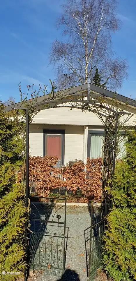 Die Rose am Rosenbogen blüht im Sommer wunderschön.