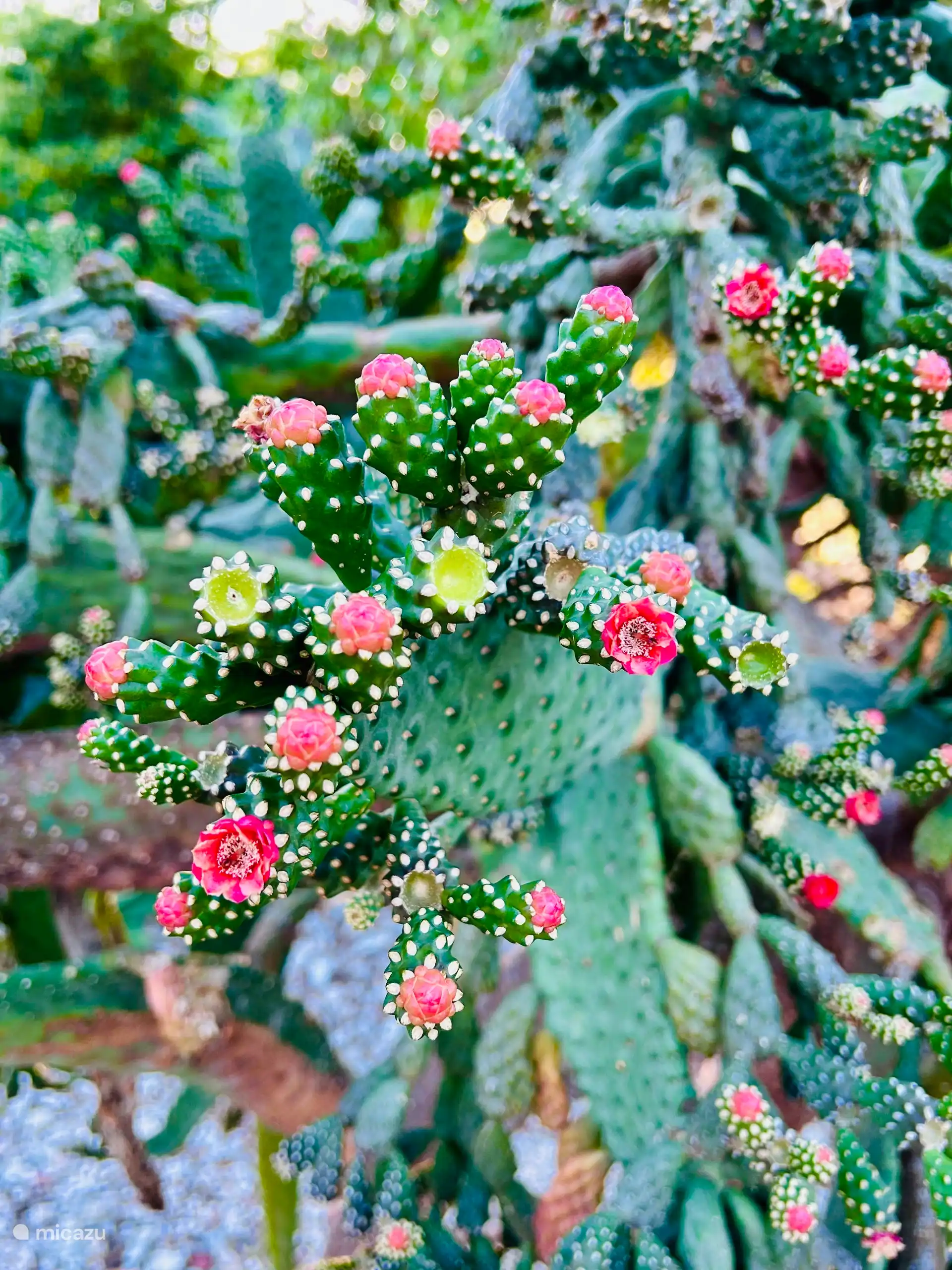 Cactus