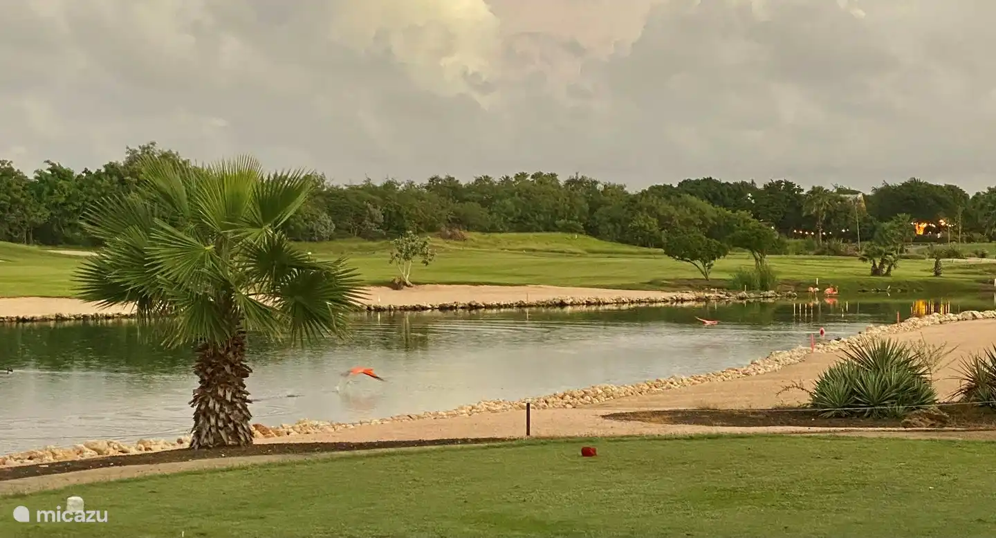 Belvédère depuis la maison sur le golf avec flamants roses
