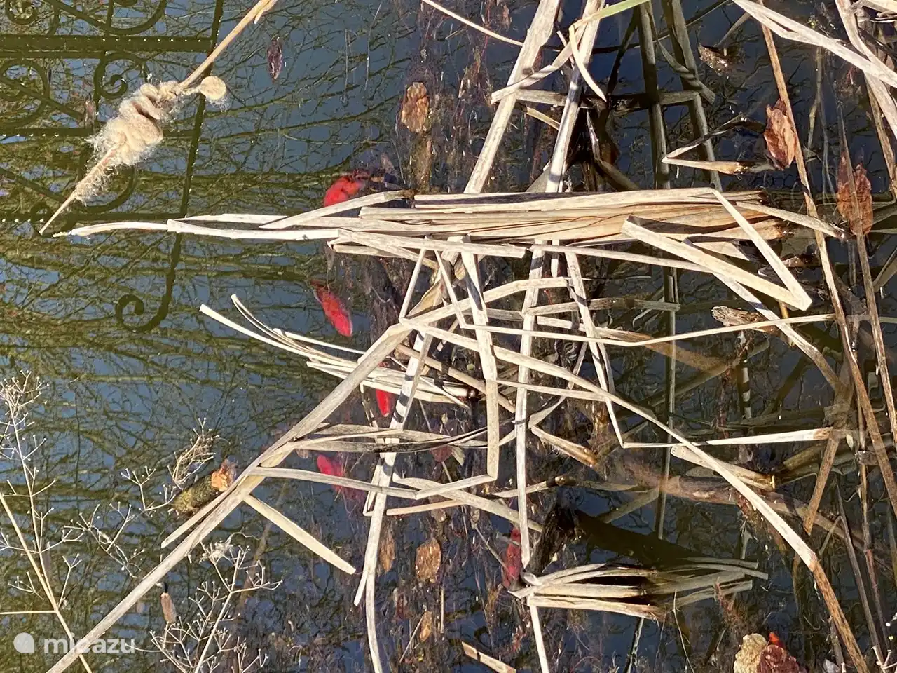 Dans l'étang, vous pouvez apercevoir d'innombrables poissons (et aussi des grenouilles)