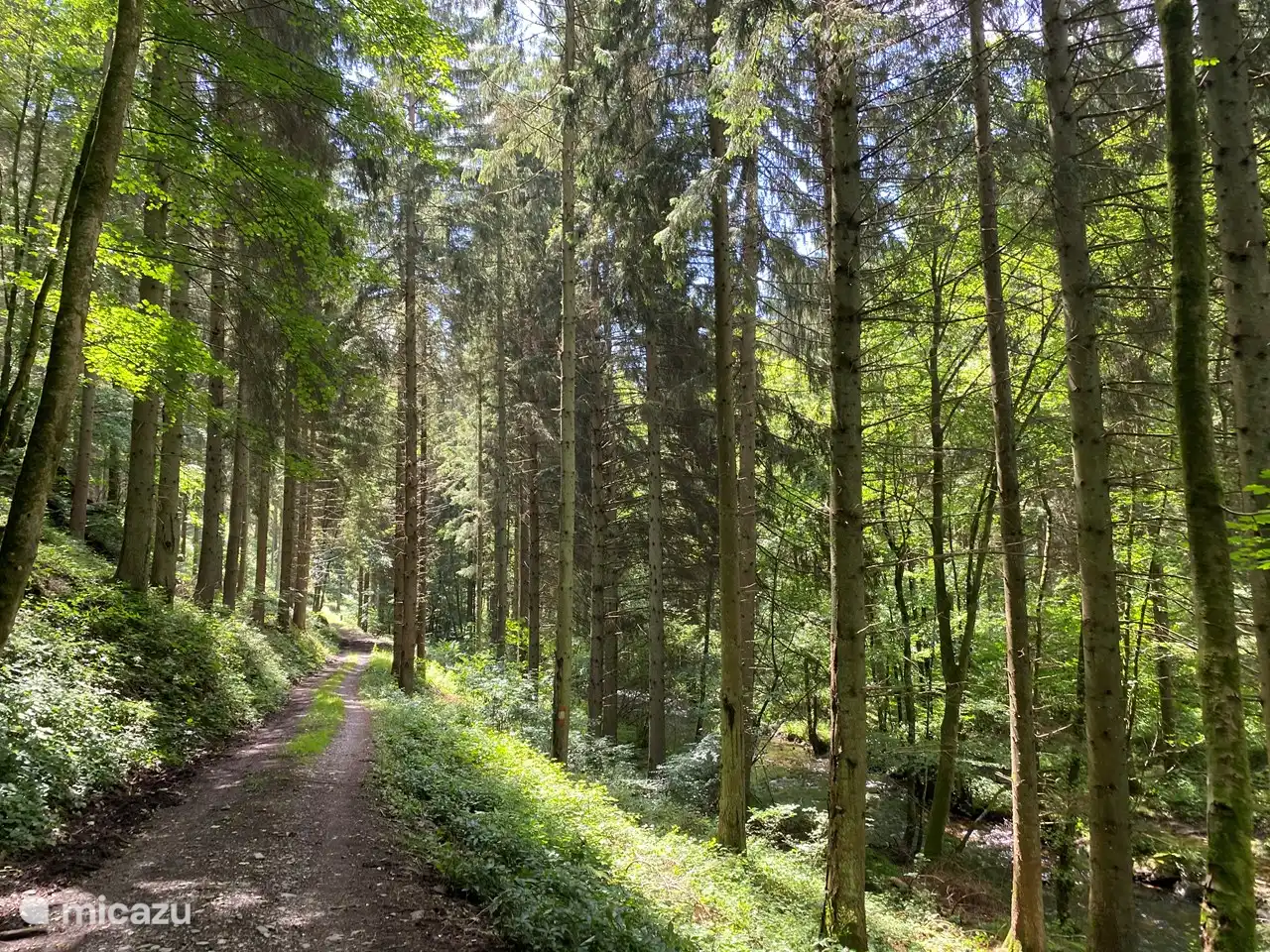 Il y a aussi plusieurs pistes de VTT qui passent devant la maison et traversent principalement la forêt