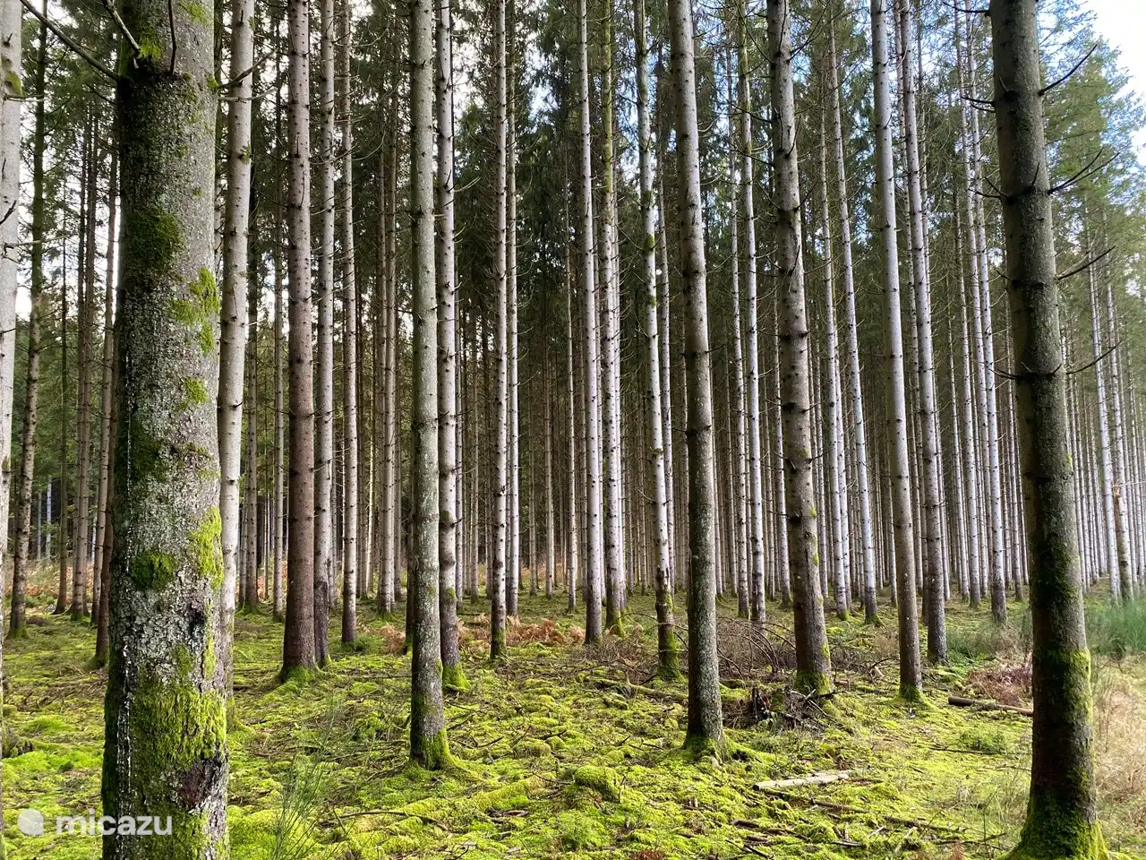Forêts de conifères sur le plateau de la Croix-Scaille