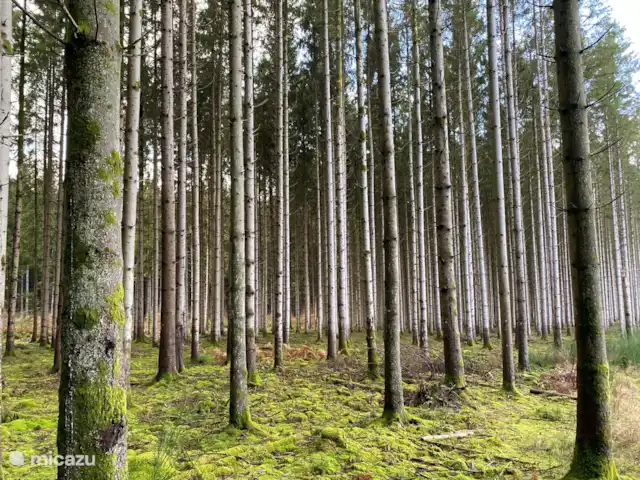 La Riennaise | Belgique, Ardennes, Gedinne - maison de vacances Forêts de conifères sur le plateau de la Croix-Scaille