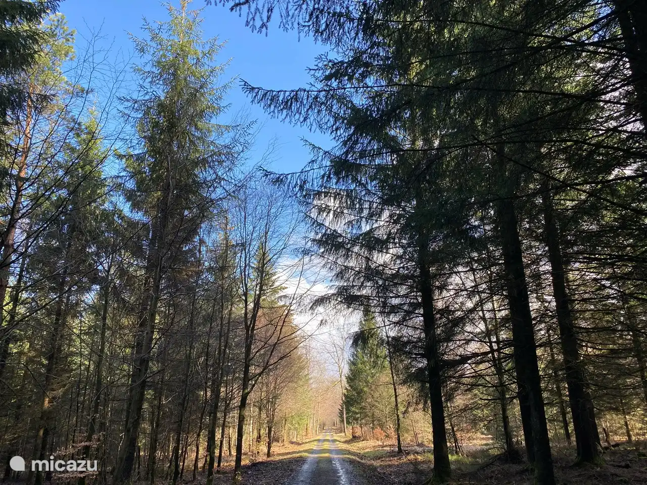 De nombreuses très belles promenades dans la région vous emmènent au plus profond des bois