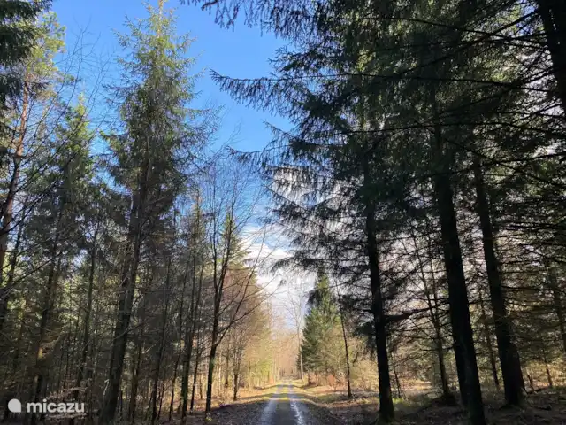 La Riennaise | Belgique, Ardennes, Gedinne - maison de vacances De nombreuses très belles promenades dans la région vous emmènent au plus profond des bois