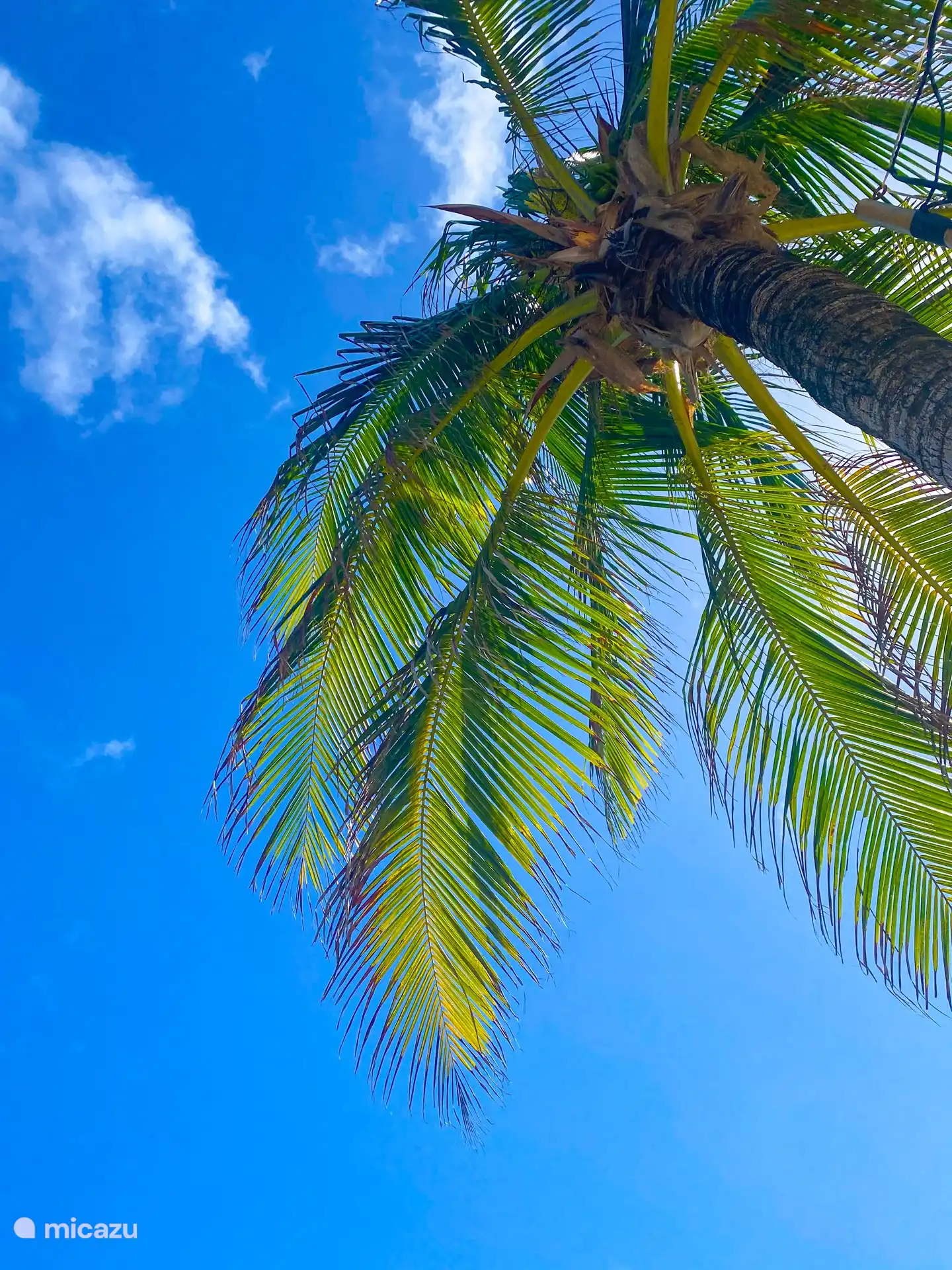Palmera en la playa.