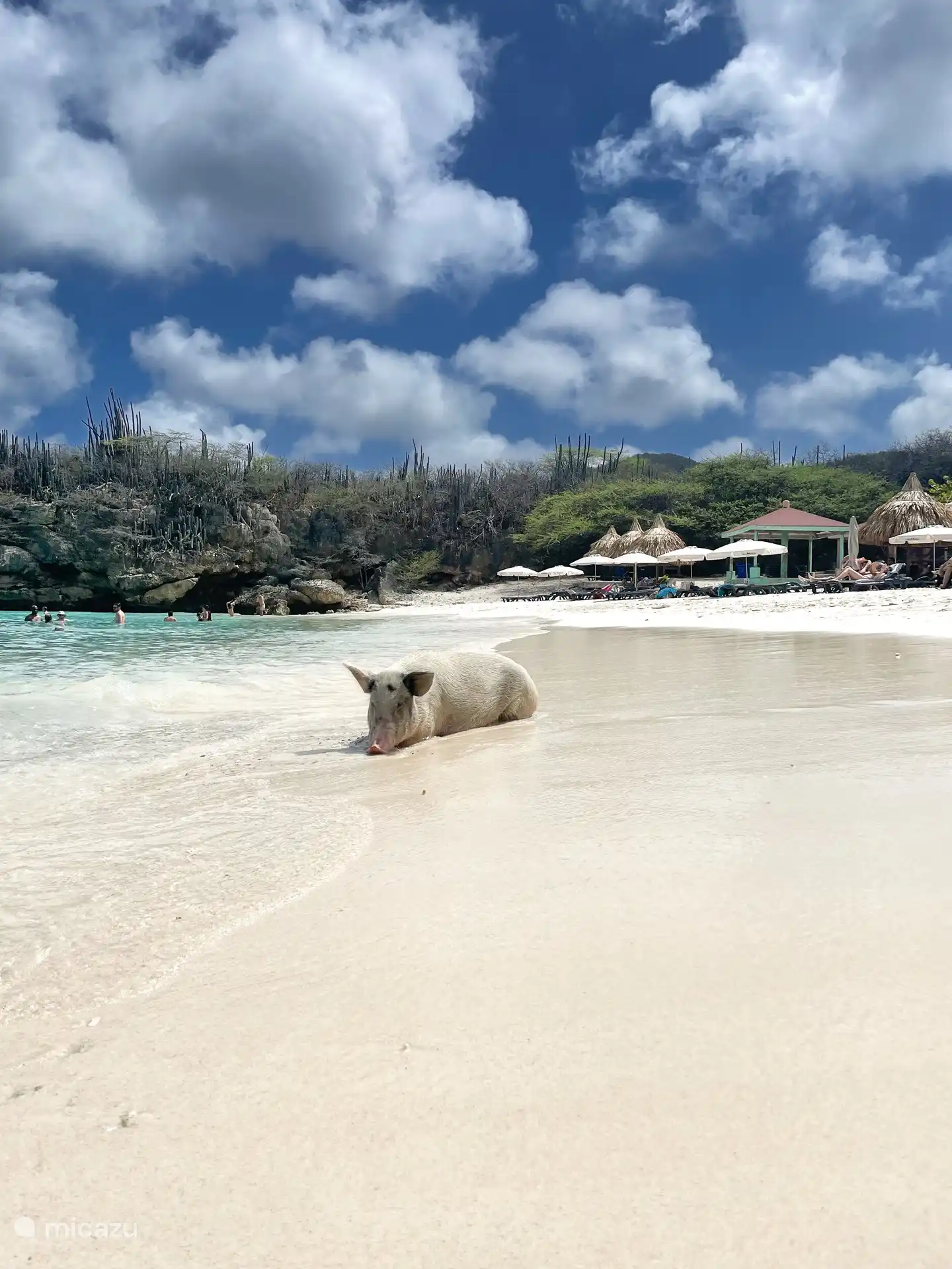 cerdo salvaje en la playa de Porte Marie.