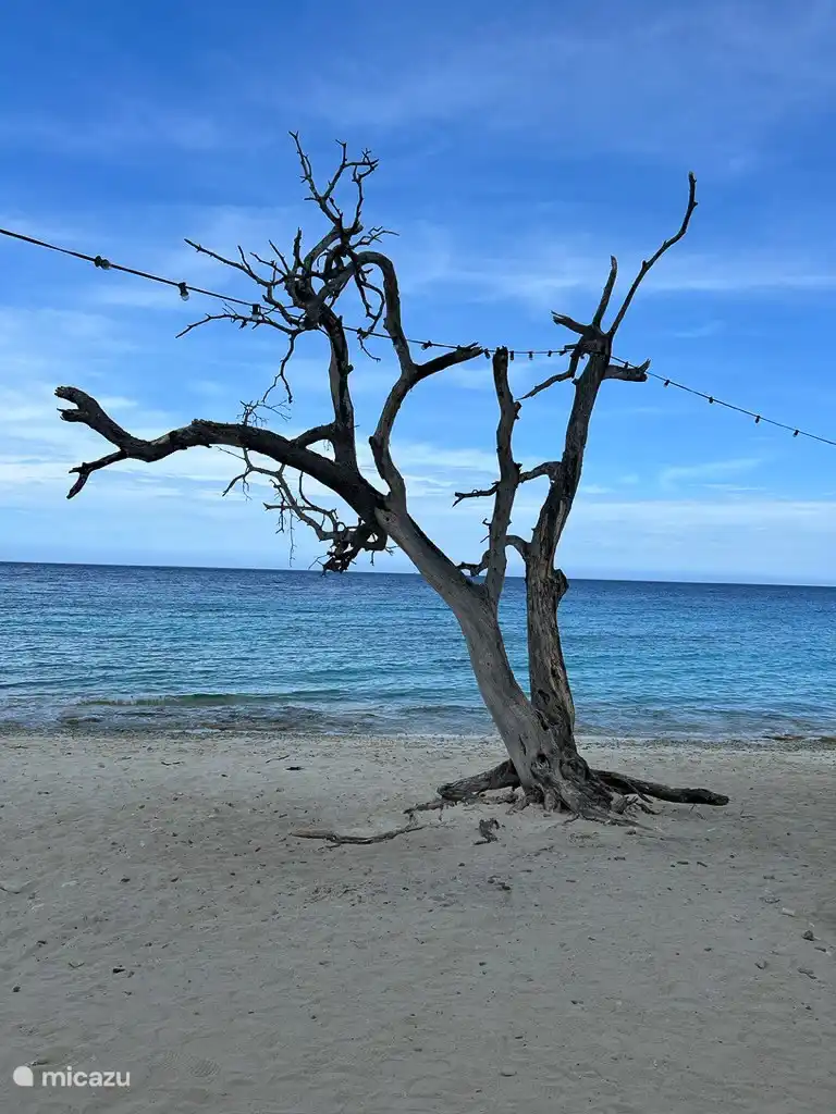 Árbol en la playa de Cas Abouw.