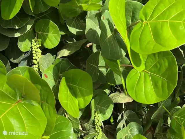 Aruba Hidden Garden Maison de 2 chambres | Aruba, Paradera, Paradera - maison de vacances Jardin particulièrement grand avec de beaux oiseaux et autres animaux