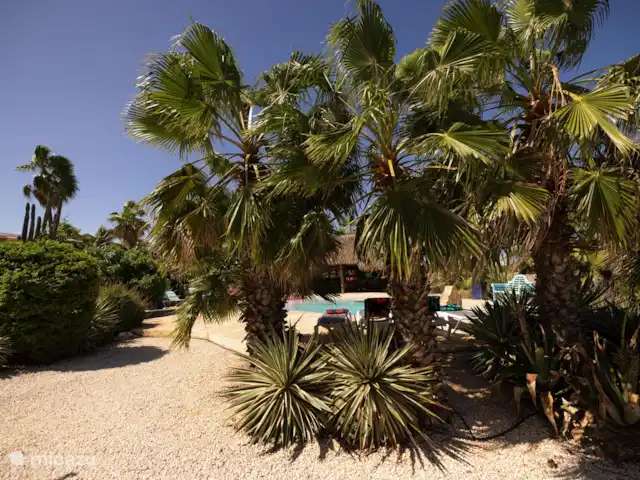 Aruba Hidden Garden Maison de 2 chambres | Aruba, Paradera, Paradera - maison de vacances Pièce Palapa