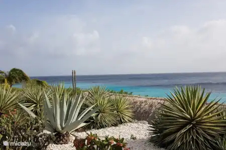 Personnage à Coral Estate