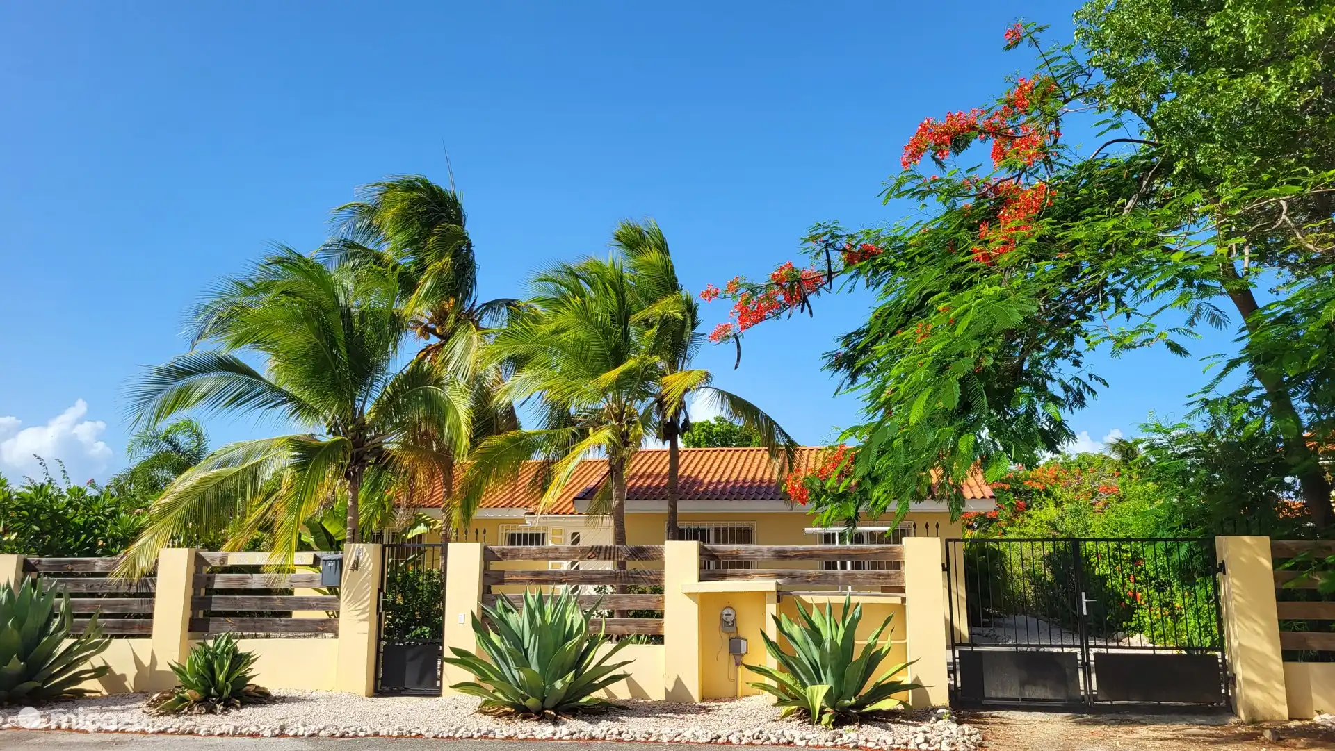 Le Flamboyant magnifiquement en fleur