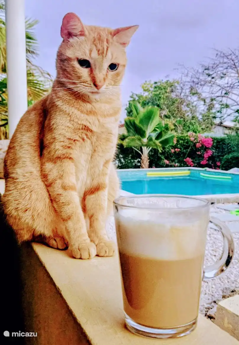 Durante el café de la mañana, nuestra queridísima anfitriona Minoes está encantada de estar allí