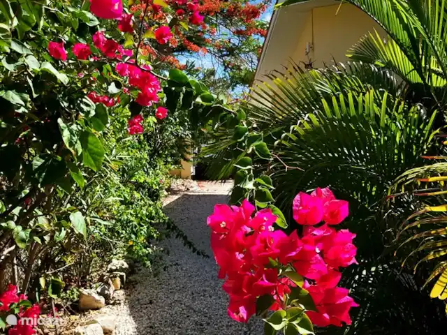 Villa Dushi Arembos, privézwembad 6p huren in Curaçao, Banda Abou (west), Grote Berg - villa Wat een bloemenpracht!