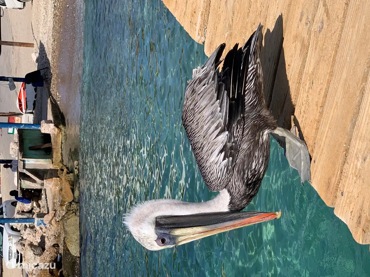 Attendre patiemment à Playa Piskado (alias Playa Grandi)