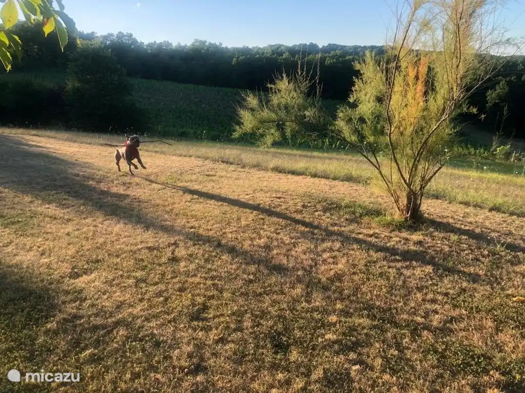 Spaziergang im Garten