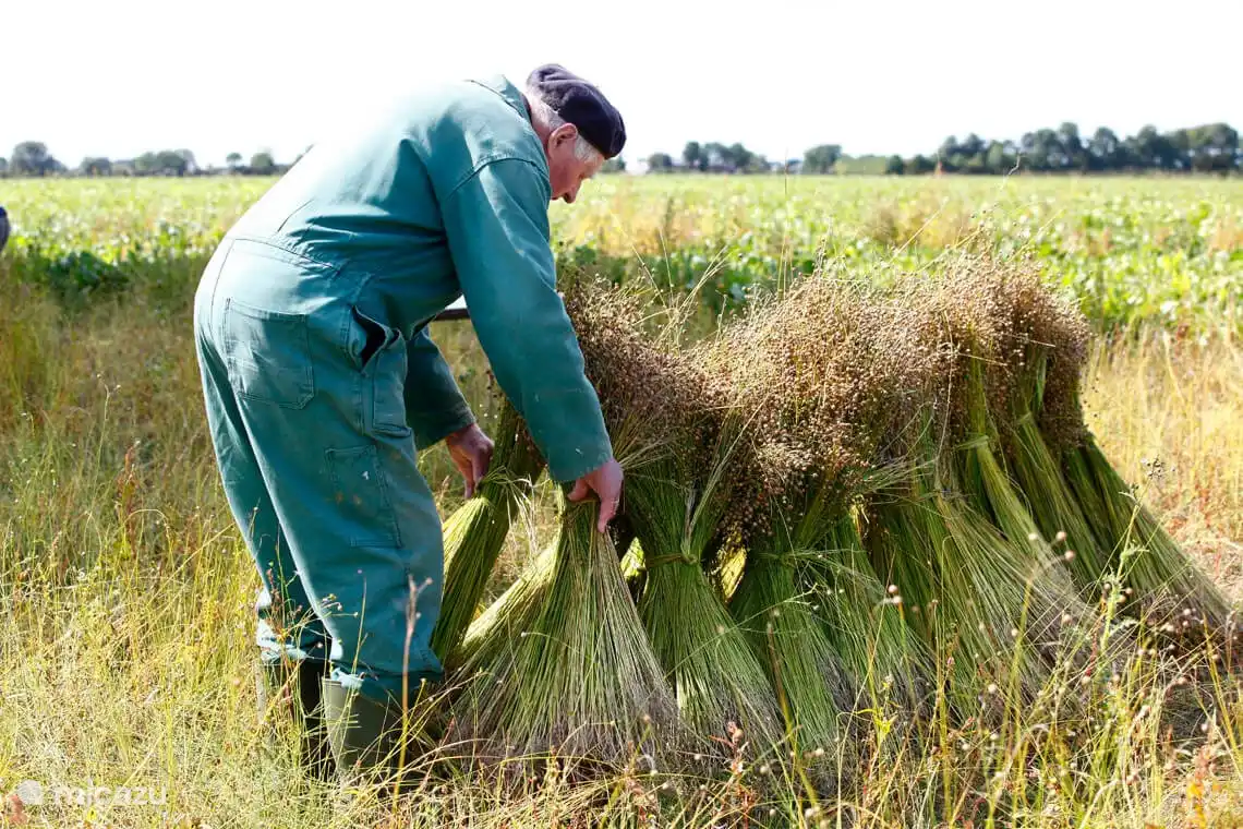 Ältester Bewohner unseres Dorfes, der den Flachs zubereitet.