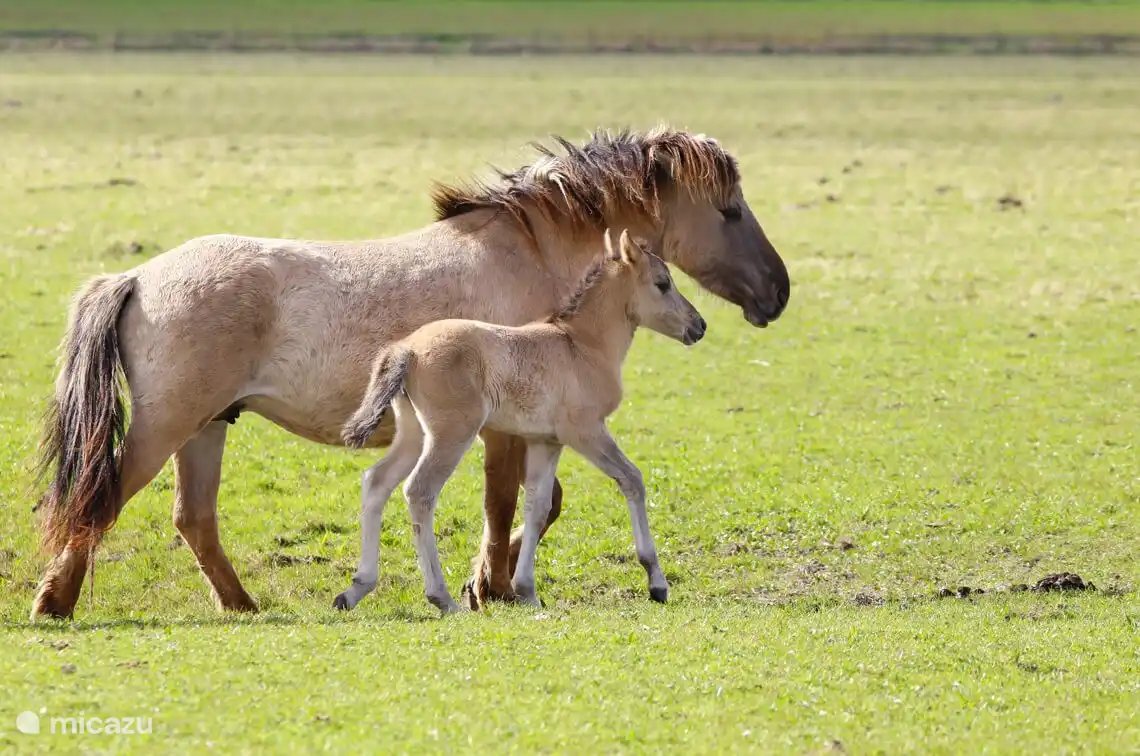 Nationalpark Het Lauwersmeer