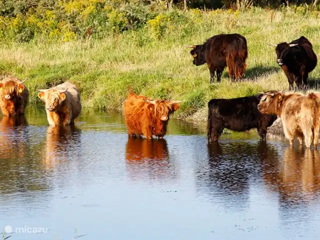 Location de Vacances Pays-Bas, Frise, Ee (le), maison de vacances - Le Terphuisje - Ee, Frise Parc national du Lauwersmeer