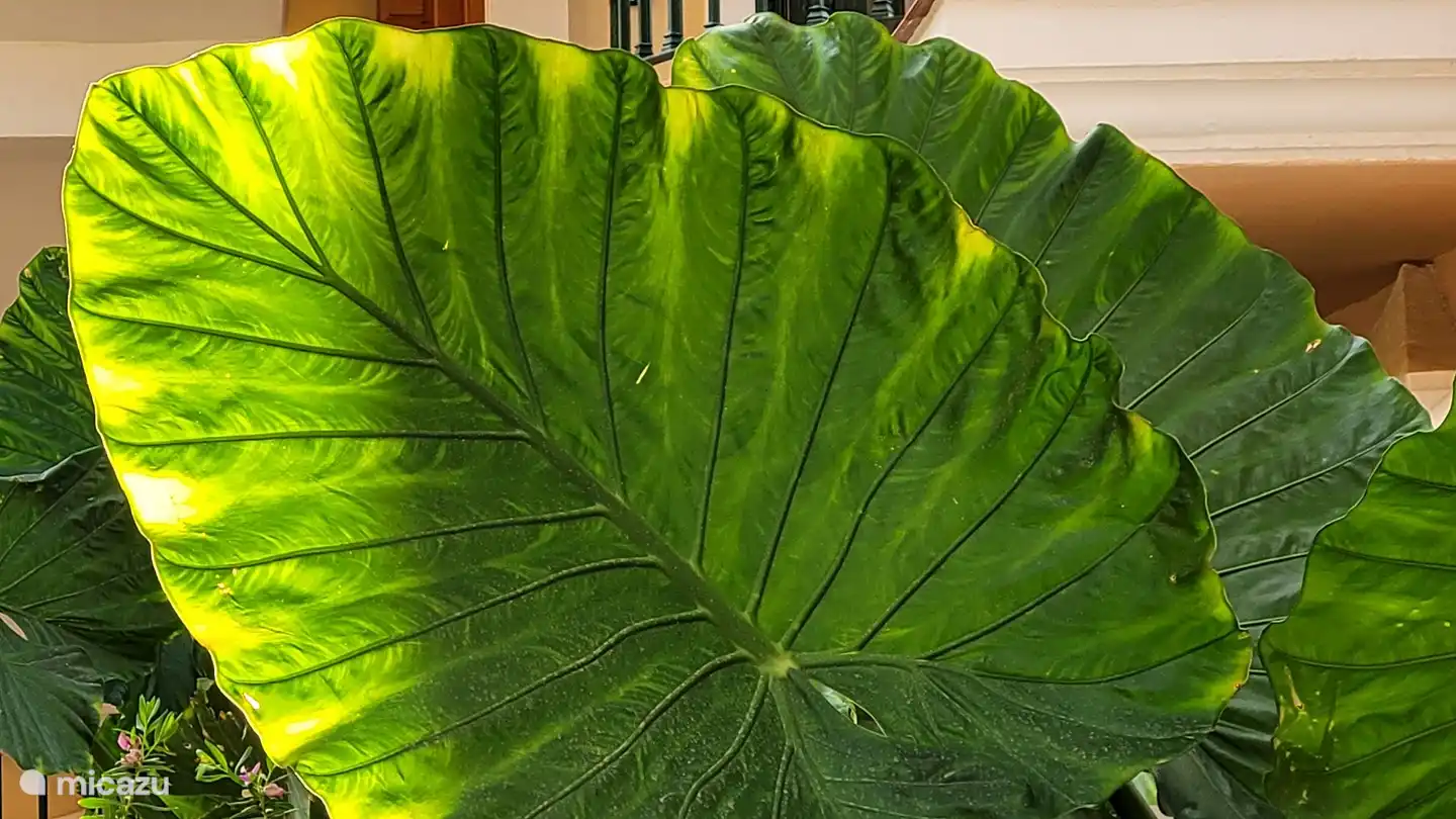 Schöne Pflanzen neben der Terrasse