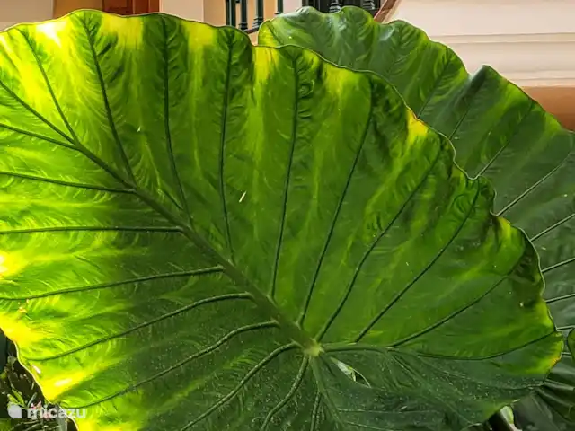 Location de Vacances Espagne, Costa del Sol, Mijas Golf, appartement - Casa Enviento Belles plantes bordant la terrasse