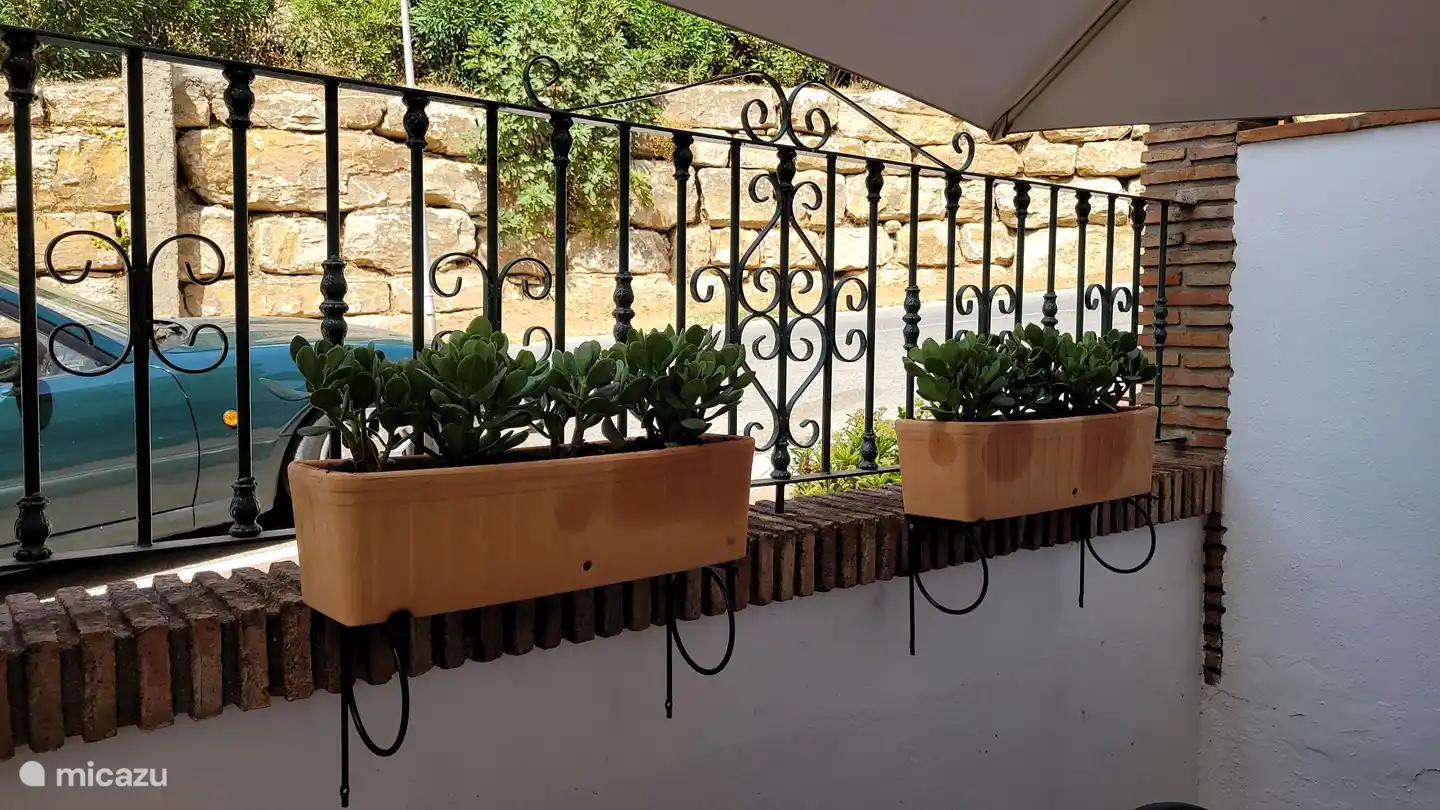 Pflanzen auf der Terrasse vorne