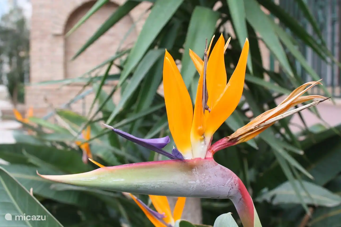 Wunderschöne Pflanzen und Blumen, die von einem festen Team unserer eigenen Gärtner gepflegt werden
