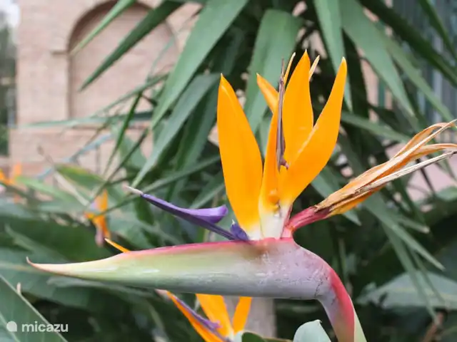 Location de Vacances Espagne, Costa del Sol, Mijas Golf, appartement - Casa Enviento De belles plantes et fleurs entretenues par une équipe permanente de nos propres jardiniers