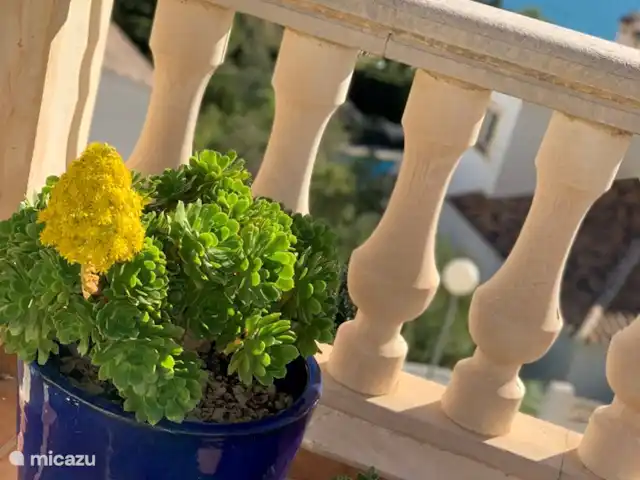 Villa Dalias | Espagne, Costa Blanca, Benitachell - villa Nos belles succulentes en fleurs