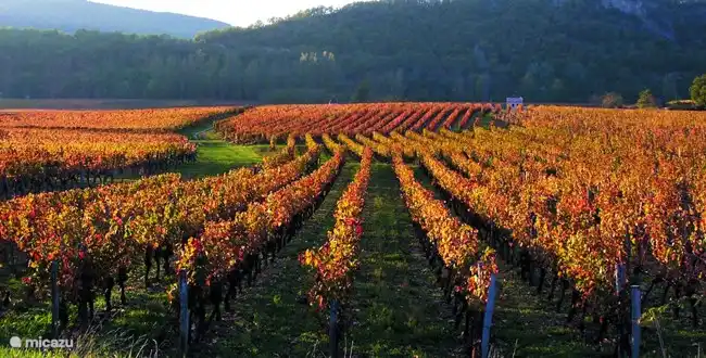 Die Malbec-Weinberge. Es gibt schöne Weinrouten mit Verkostungen in einem der vielen Weingüter