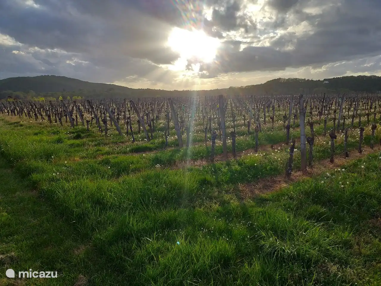 Die Weinberge in Grezels