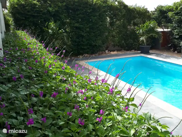 Location de Vacances Bonaire, Bonaire, Santa Barbara, appartement - Kas Abou Location de Vacances Bonaire, Bonaire, Santa Barbara, appartement - Kas Abou