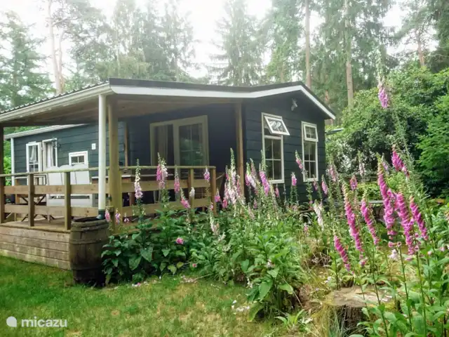 Wandelen, Nederland, Gelderland, Laag-Soeren, chalet Woudhof Wandelen, Nederland, Gelderland, Laag-Soeren, chalet Woudhof