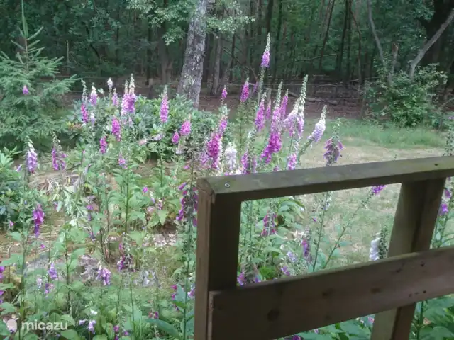 Wandelen, Nederland, Gelderland, Laag-Soeren, chalet Woudhof