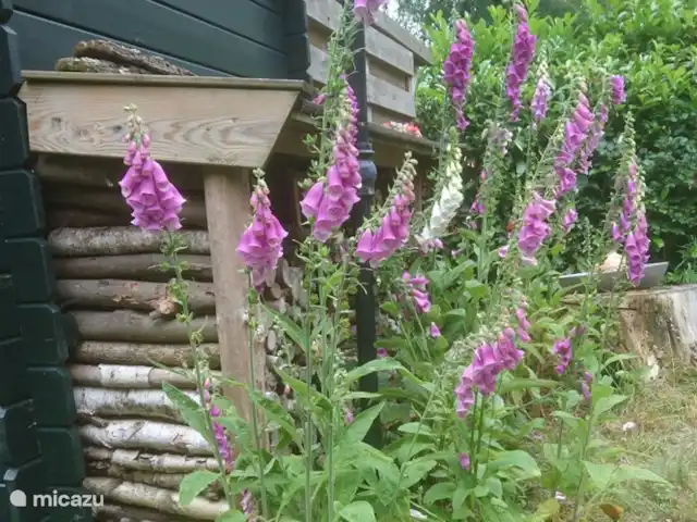Wandelen, Nederland, Gelderland, Laag-Soeren, chalet Woudhof