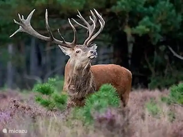 Wandelen, Nederland, Gelderland, Laag-Soeren, chalet Woudhof