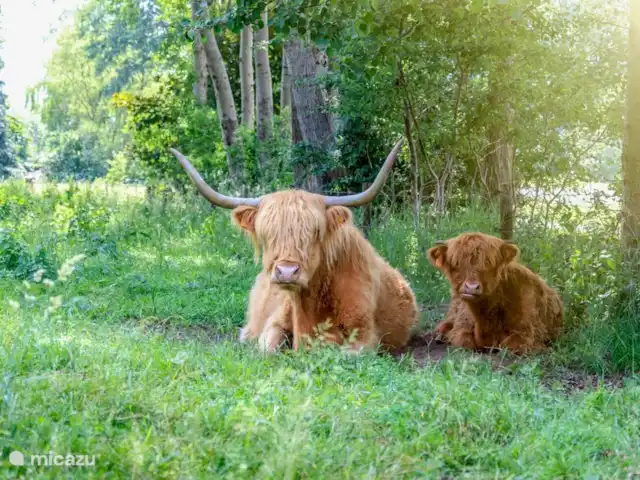 Wandelen, Nederland, Gelderland, Laag-Soeren, chalet Woudhof