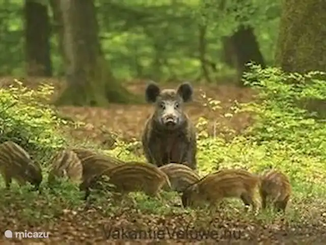 Wandelen, Nederland, Gelderland, Laag-Soeren, chalet Woudhof