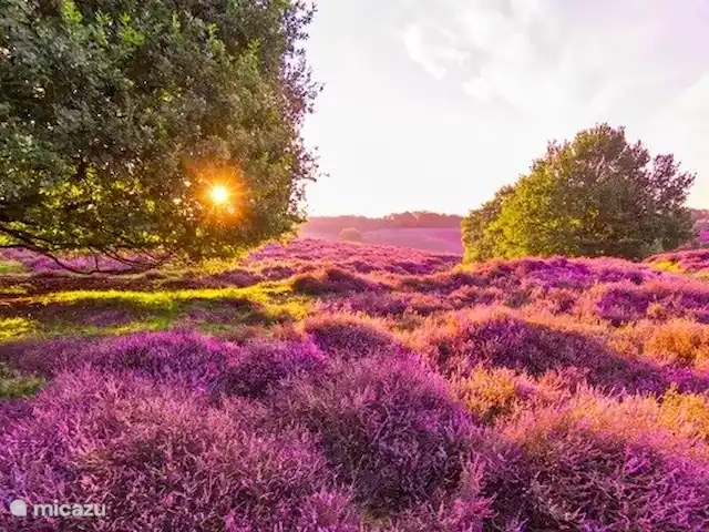 Wandelen, Nederland, Gelderland, Laag-Soeren, chalet Woudhof