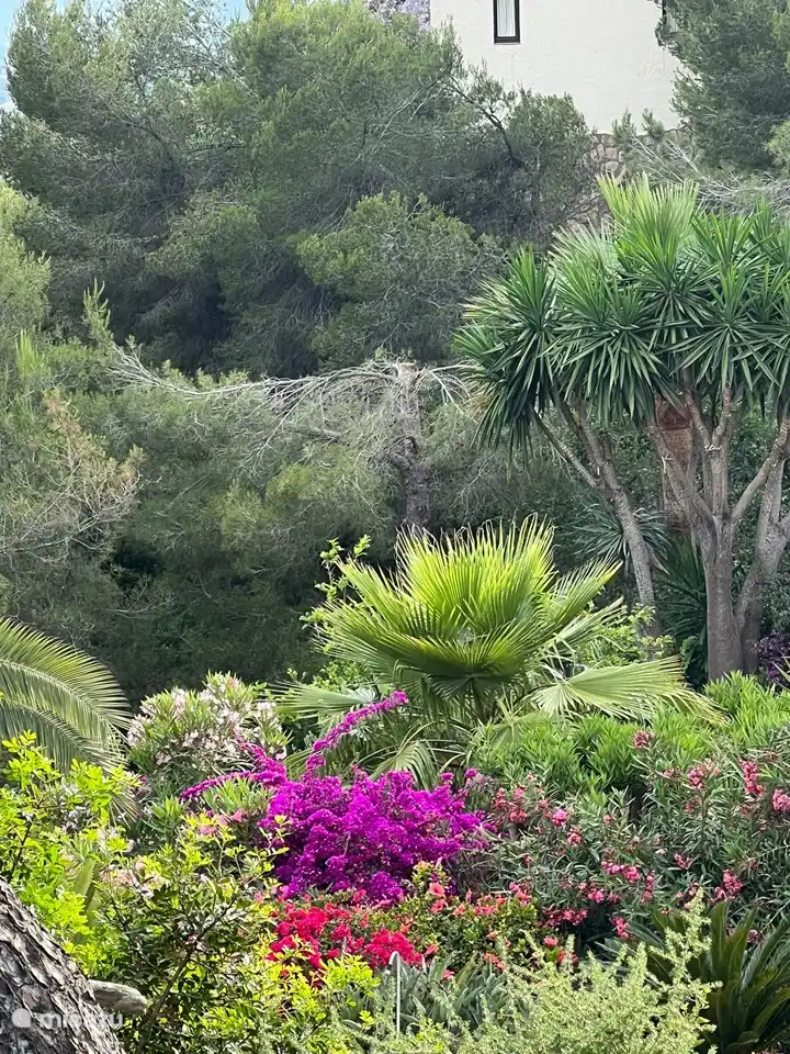Genießen Sie die Natur und die Ruhe im Garten, so nah an Strand und Stadt. Yuccas, Palmen, ein Zitronenbaum, ein Orangenbaum, ein Mandarinenbaum, Olivenbäume, Oleander und verschiedene Bougainvillea umgeben den Garten