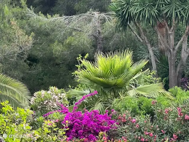 Casa Sueño | Espagne, Costa Blanca, Moraira - maison de vacances Profitez de la nature et du silence dans le jardin, si proche de la plage et de la ville. Des yuccas, des palmiers, un citronnier, un oranger, un mandarinier, des oliviers, des lauriers roses et divers bougainvilliers entourent le jardin