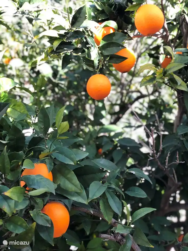 Als Mieter von Casa Sueño müssen Sie während der Erntezeit keine Zitronen oder Orangen kaufen; Sie wachsen im eigenen Garten und sind köstlich.