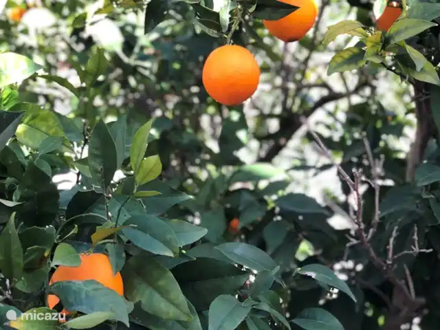 Casa Sueño | Espagne, Costa Blanca, Moraira - maison de vacances En tant que locataire de Casa Sueño, vous n'êtes pas obligé d'acheter des citrons ou des oranges pendant la période de récolte ; ils poussent dans leur propre jardin et sont délicieux.