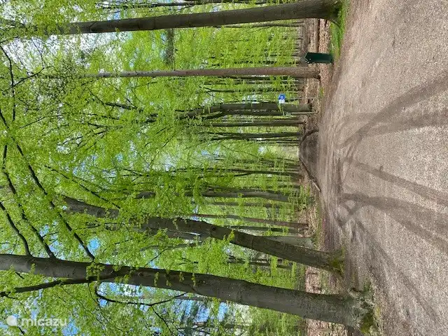 Mitten im Wald gelegen