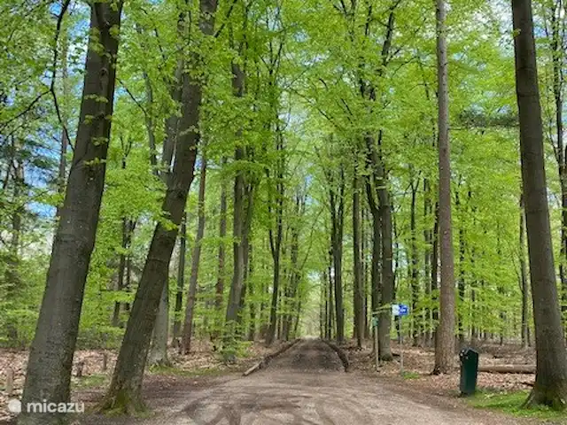 Boshuisje33 con uso de piscina. en Países Bajos, Güeldres, Vierhouten - casa vacacional Ubicado en medio del bosque