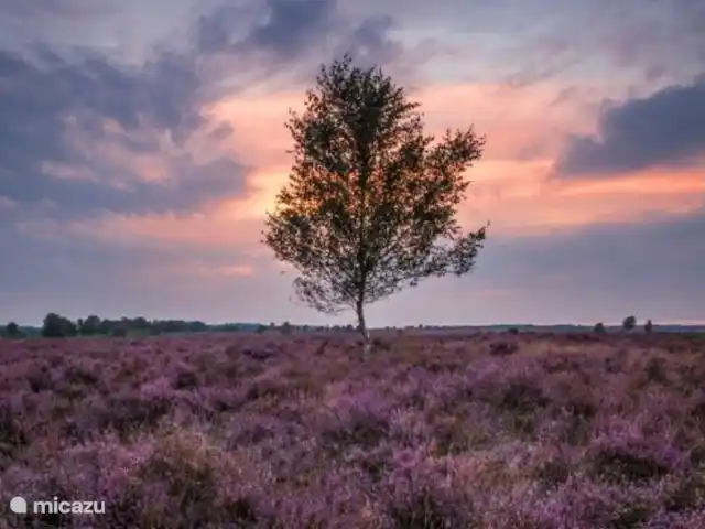 Boshuisje33 con uso de piscina. en Países Bajos, Güeldres, Vierhouten - casa vacacional