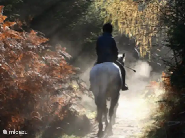 Boshuisje33 con uso de piscina. en Países Bajos, Güeldres, Vierhouten - casa vacacional posibilidades de hacer paseos a caballo y posiblemente traer su propio caballo