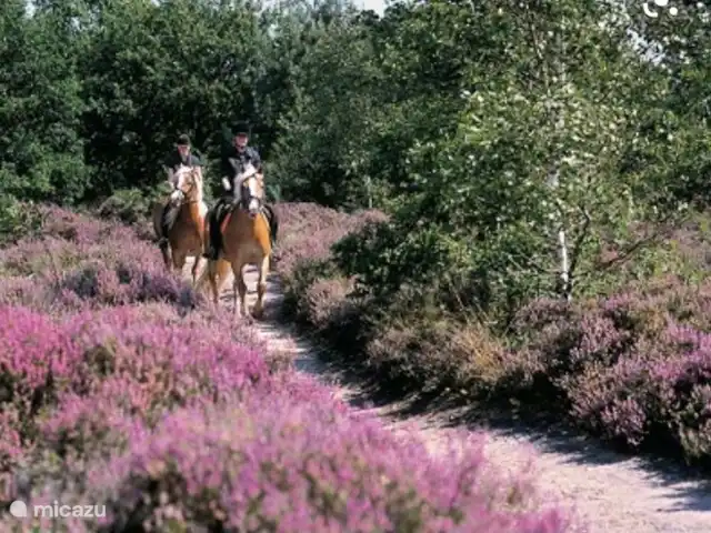 Boshuisje33 con uso de piscina. en Países Bajos, Güeldres, Vierhouten - casa vacacional