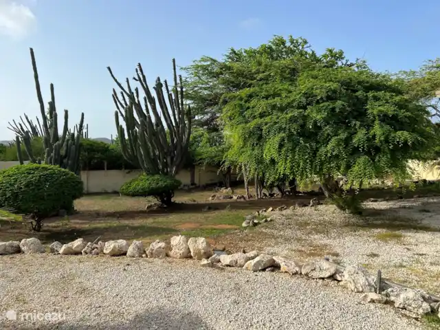 Aruba Hidden Garden Casa de 3 dormitorios en Aruba, Paradera, Paradera - casa vacacional Jardín particularmente grande con hermosos pájaros y todo tipo de otros animales.